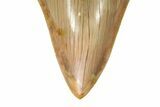 Serrated, Fossil Megalodon Tooth - Beautiful Indonesian Meg #226246-3